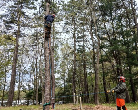 Woonsocket cemetery volunteers removed trees on Saturday.