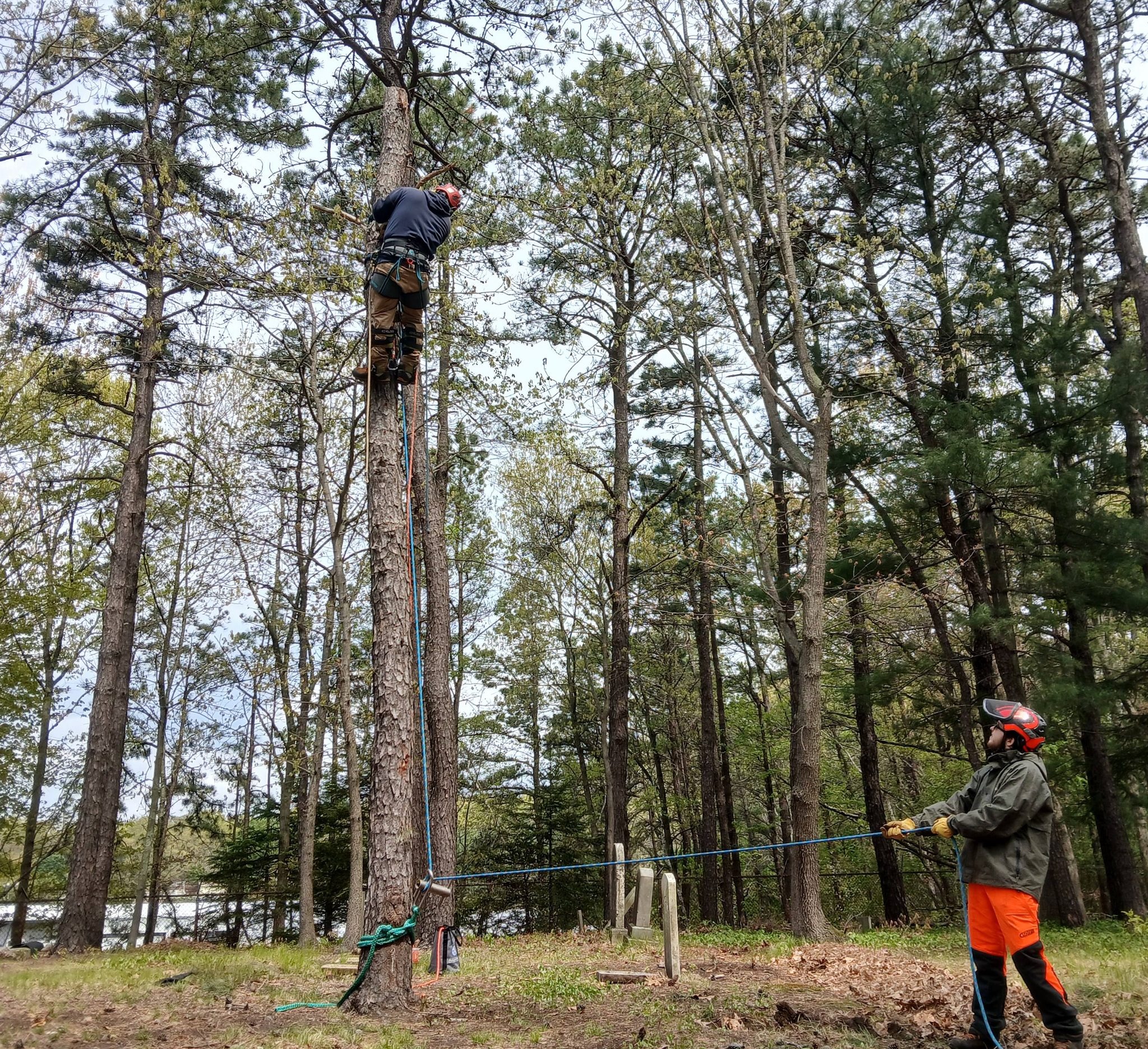 Woonsocket cemetery volunteers removed trees on Saturday.