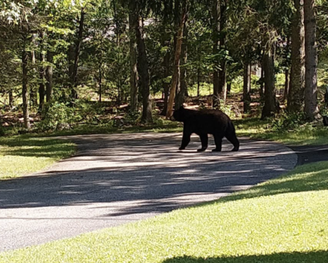A bear seen off Bear Hill Road in Cumberland.
