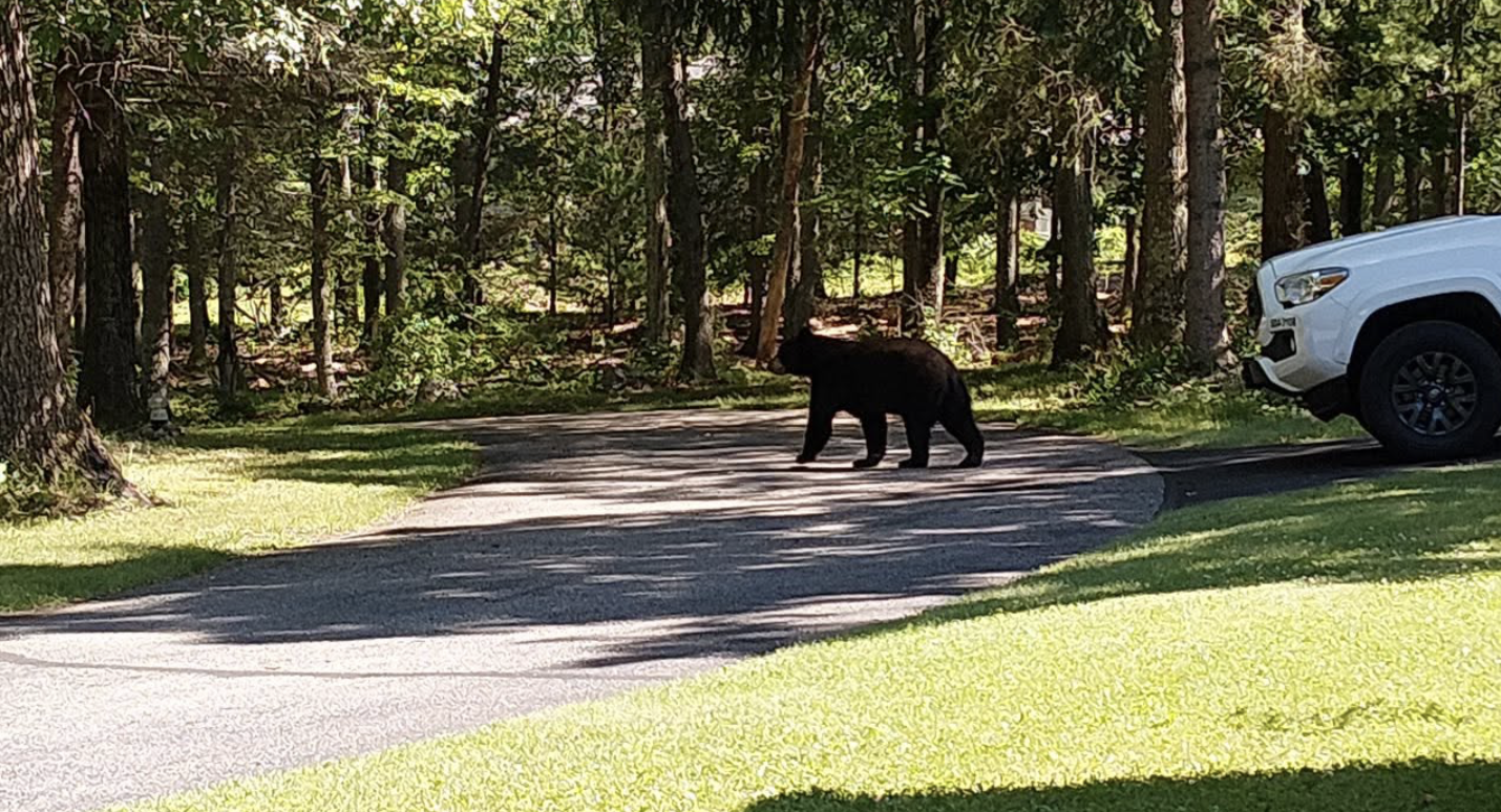 A bear seen off Bear Hill Road in Cumberland.