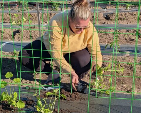 Allie Ambrose plants in Franklin Farm's allotment garden.