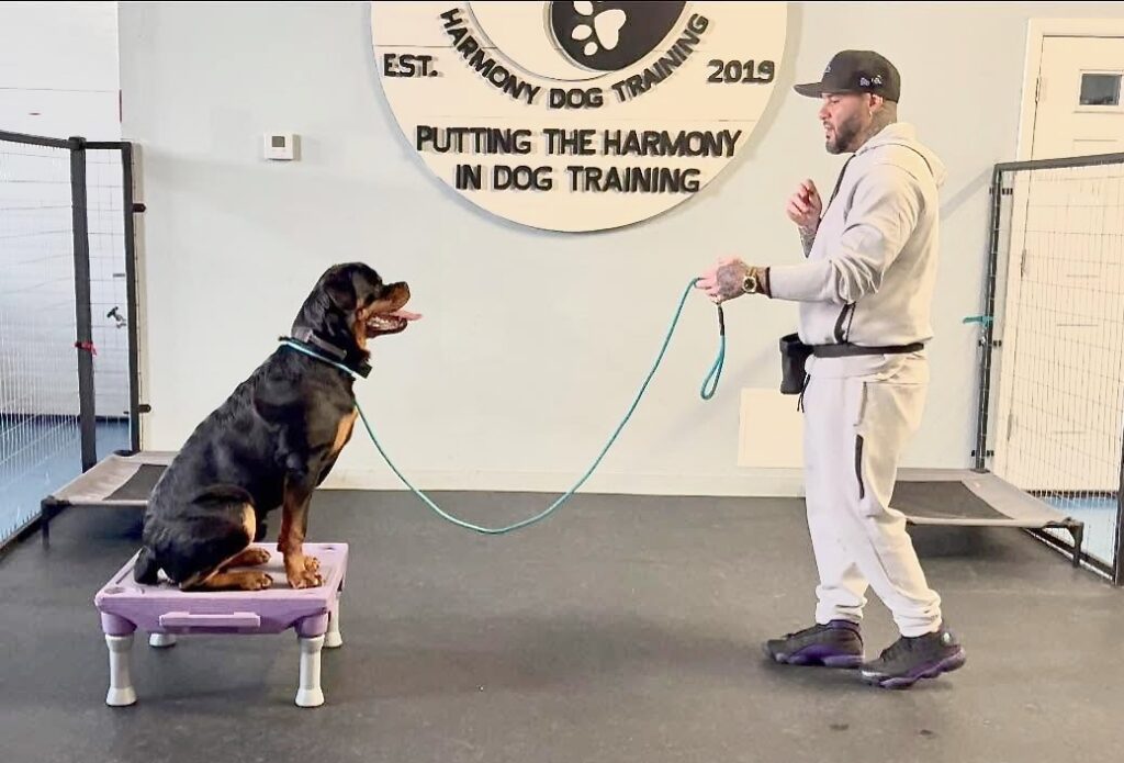 Luis Rosado with a dog in training.