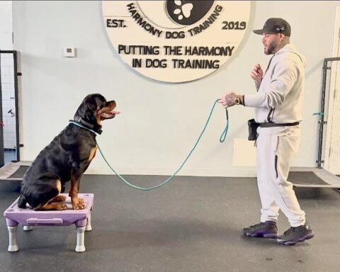 Luis Rosado with a dog in training.