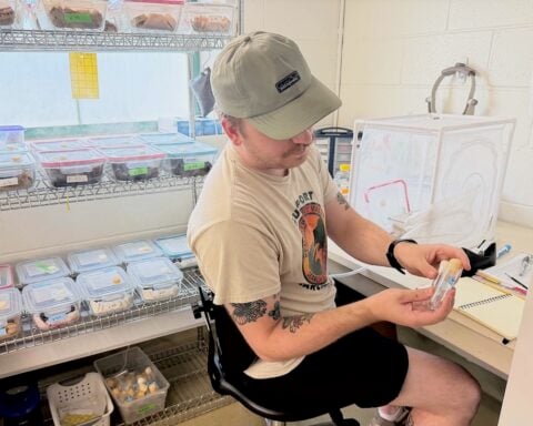 Through a summer internship in the Biocontrol Lab, Andrew Swiader is helping rear the tiny wasps that could offer a natural defense to protect crops. (URI Photo / Anna Gray)