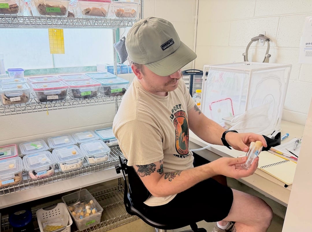 Through a summer internship in the Biocontrol Lab, Andrew Swiader is helping rear the tiny wasps that could offer a natural defense to protect crops. (URI Photo / Anna Gray)